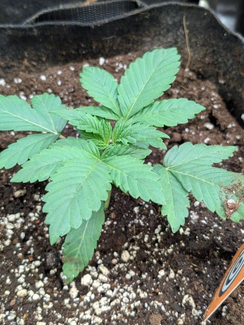 Golosa x8. Week 3