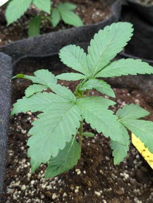 Golosa x8. Week 3