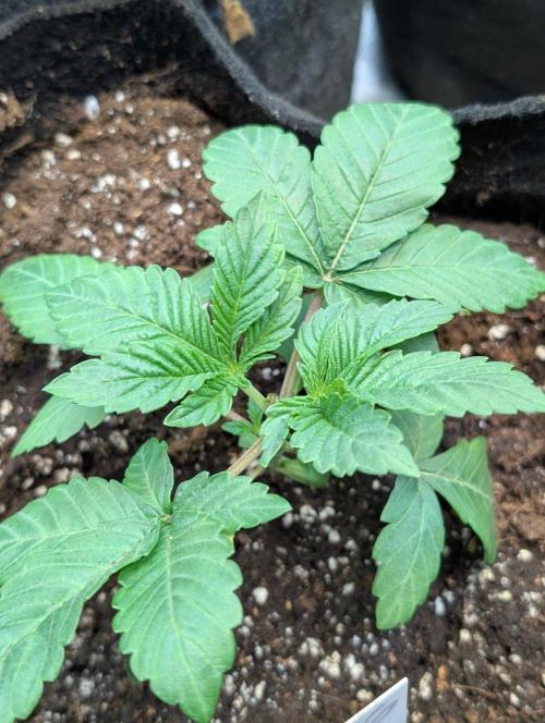 Golosa x8. Week 3