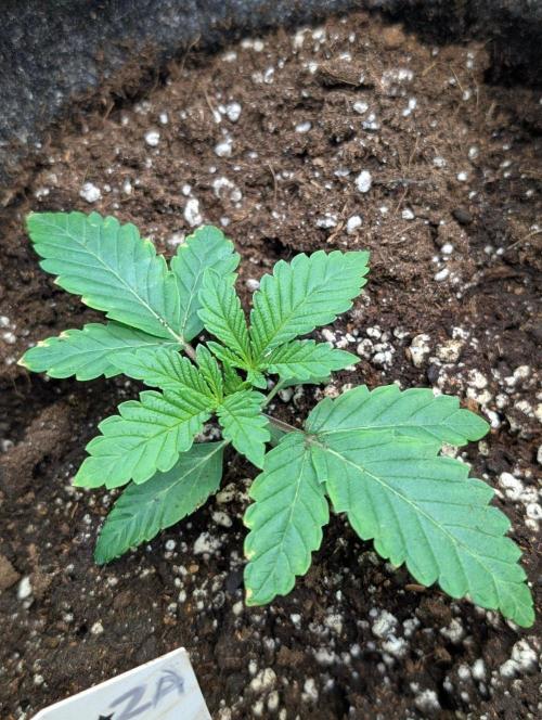 Golosa x8. Week 3