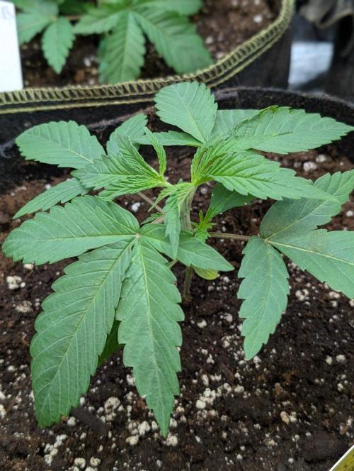 Bay Haze x5. Week 3