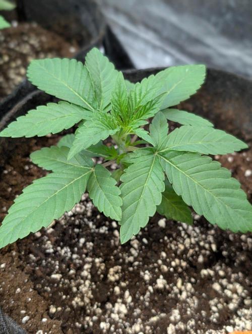 Bay Haze x5. Week 3