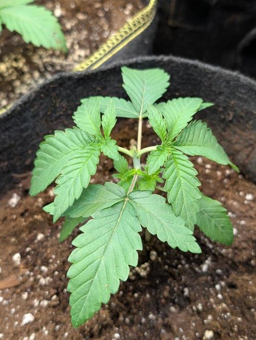 Zinnapple x5. Week 3