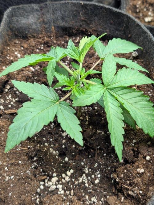 Zinnapple x5. Week 3