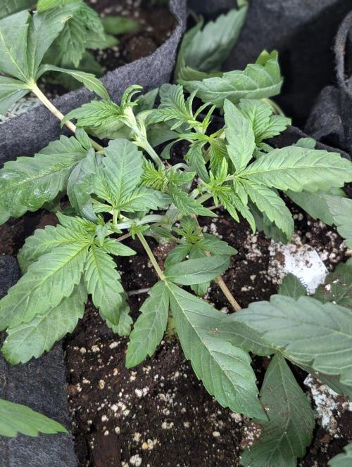Golosa x8. Week 4 - 5