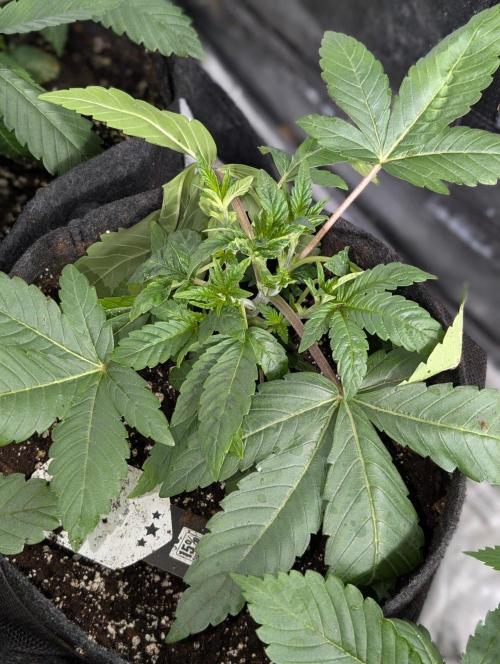 Bay Haze x5. Week 4
