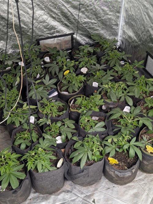 Sugar Black Rose x1. Week 4