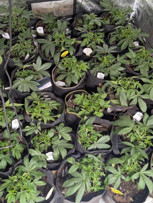Sugar Black Rose x1. Week 4