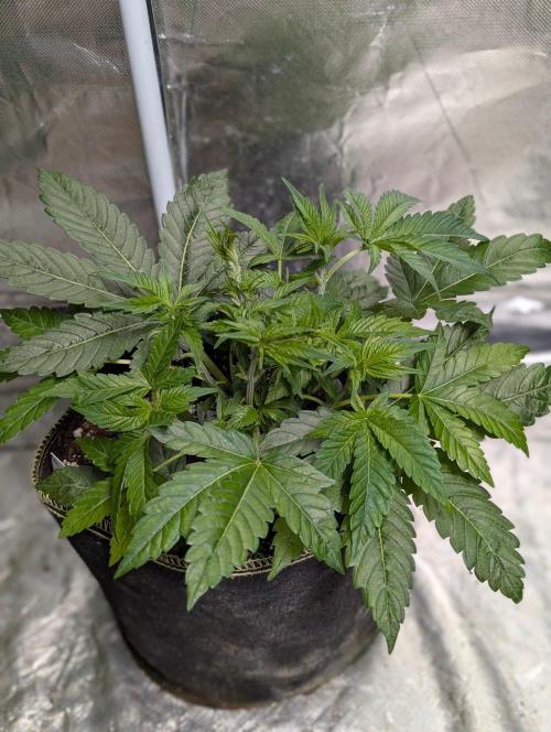 Bay Burger. Week 5