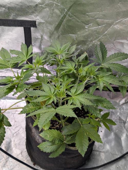 Bay Haze x5. Week 5