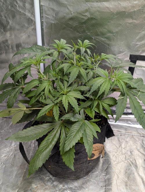 Bay Haze x5. Week 5