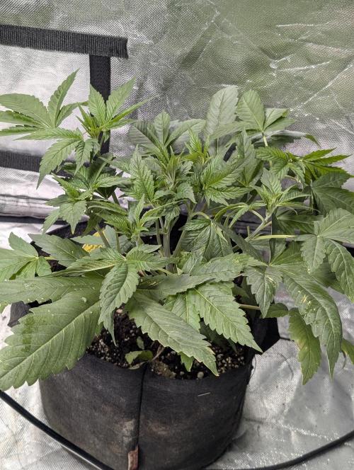 Bay Haze x5. Week 5