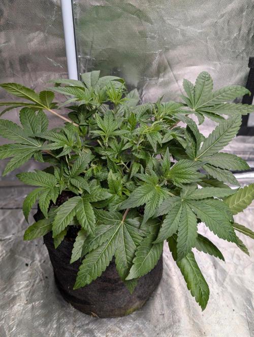 Bay Haze x5. Week 5