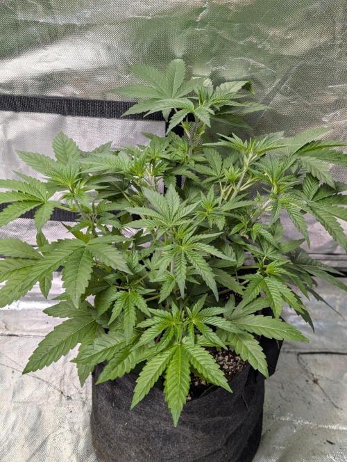 Zinnapple x5. Week 5