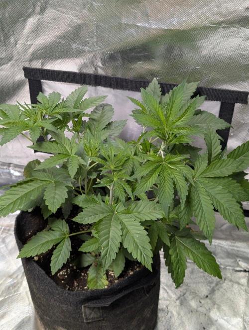 Zinnapple x5. Week 5