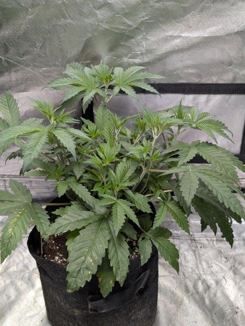 Zinnapple x5. Week 5