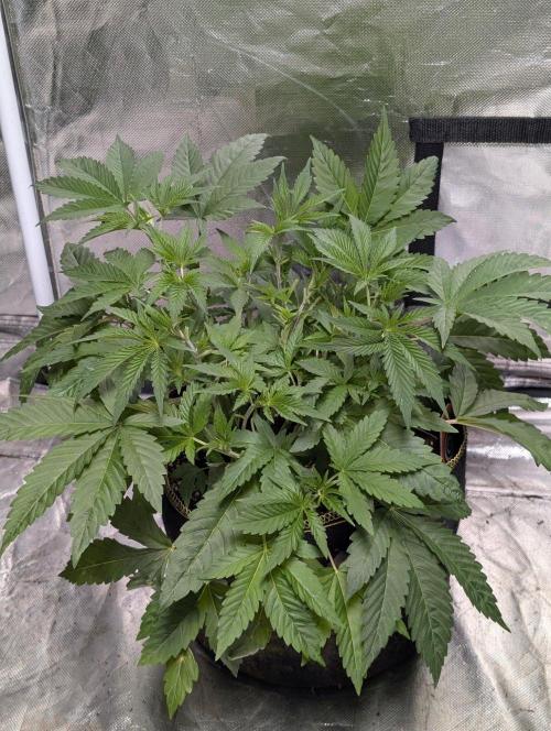 Zinnapple x5. Week 5