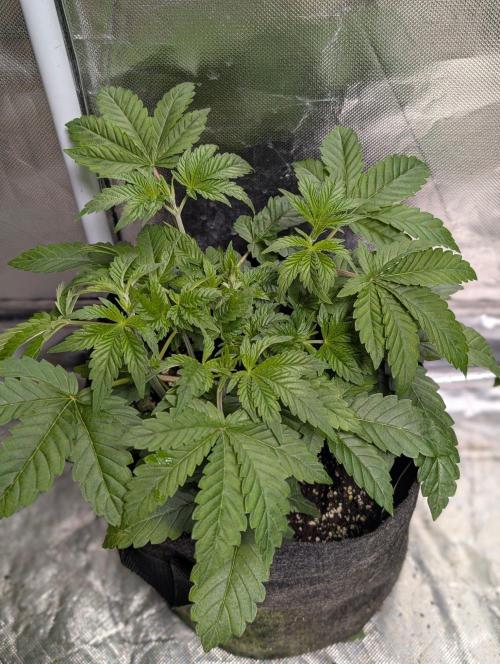 Zinnapple . Week 5