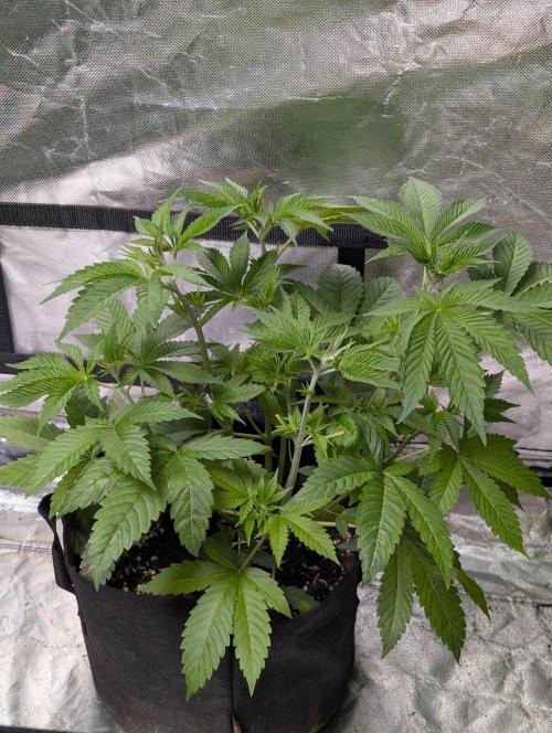 Gr-APE x5. Week 5
