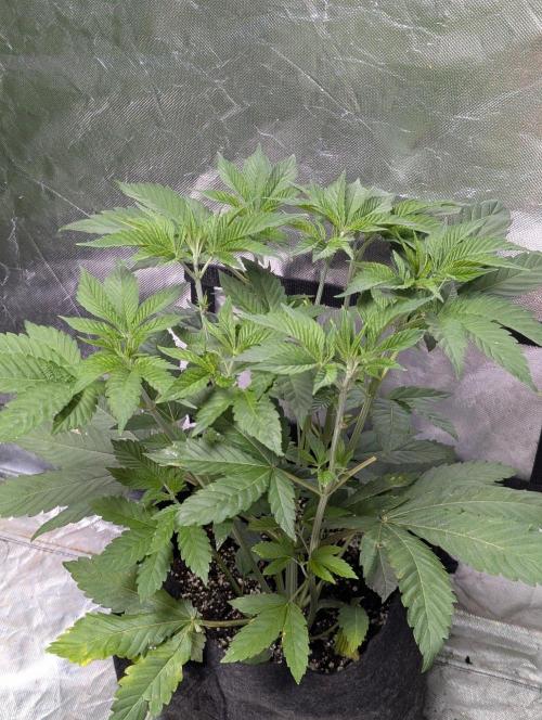 Gr-APE x5. Week 5
