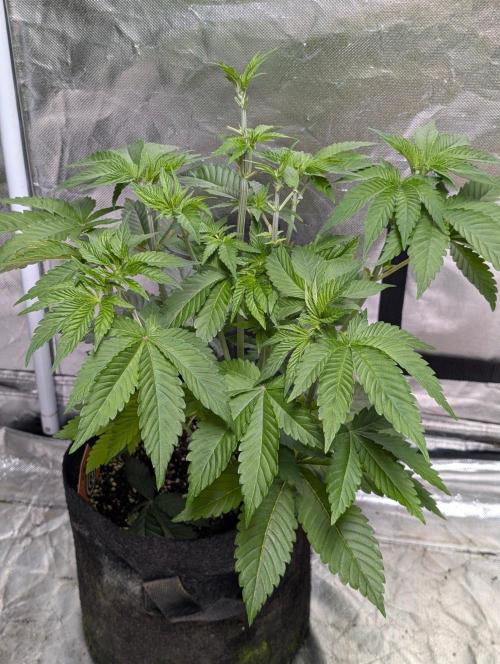 Gr-APE x5. Week 5