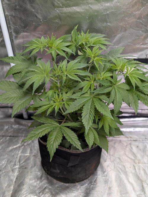 Gr-APE x5. Week 5