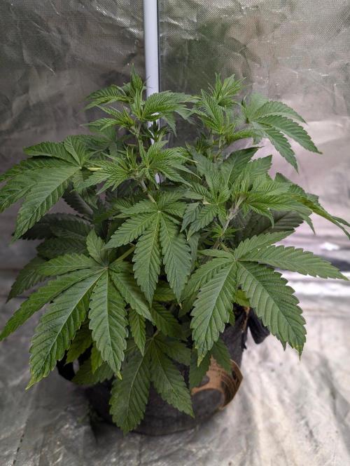 Gr-APE. Week 5