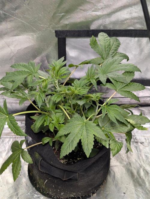 Golosa x8. Week 5
