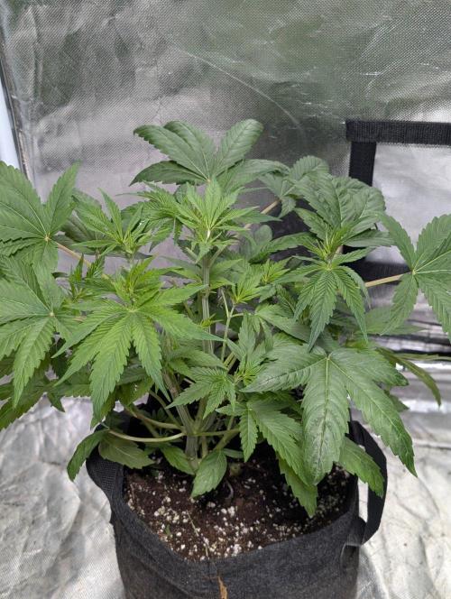 Golosa x8. Week 5