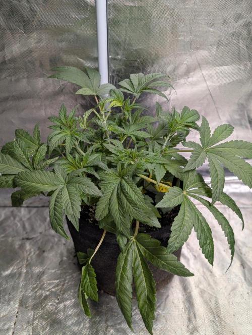 Golosa x8. Week 5