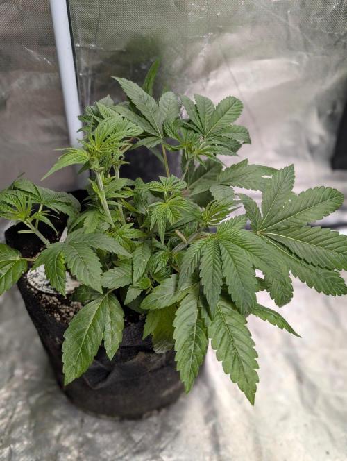Golosa x8. Week 5