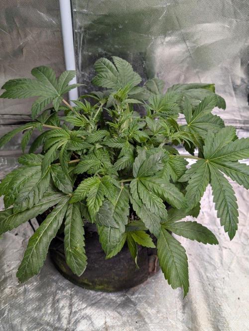 Golosa x8. Week 5