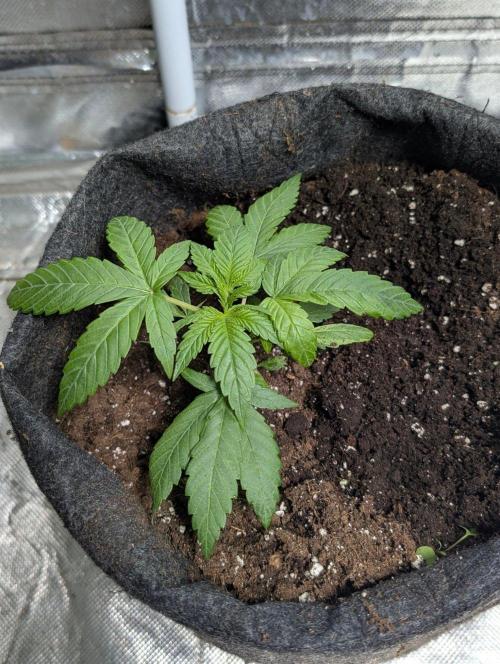 Unknown Kush. Week 4