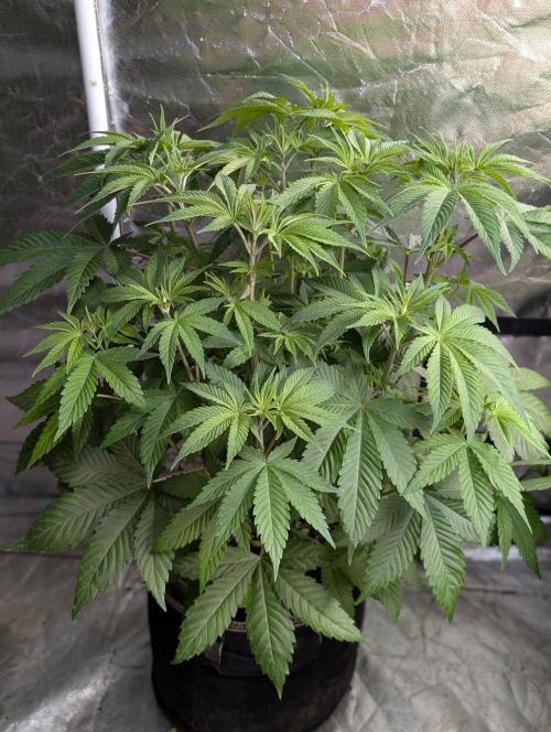 Gr-APE x5. Week 6 - 1
