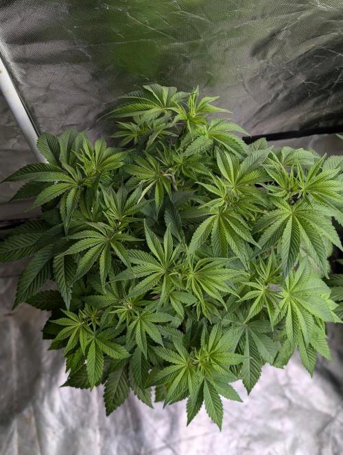 Gr-APE x5. Week 6