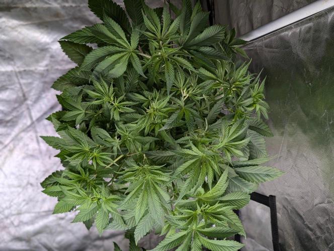 Gr-APE x5. Week 6
