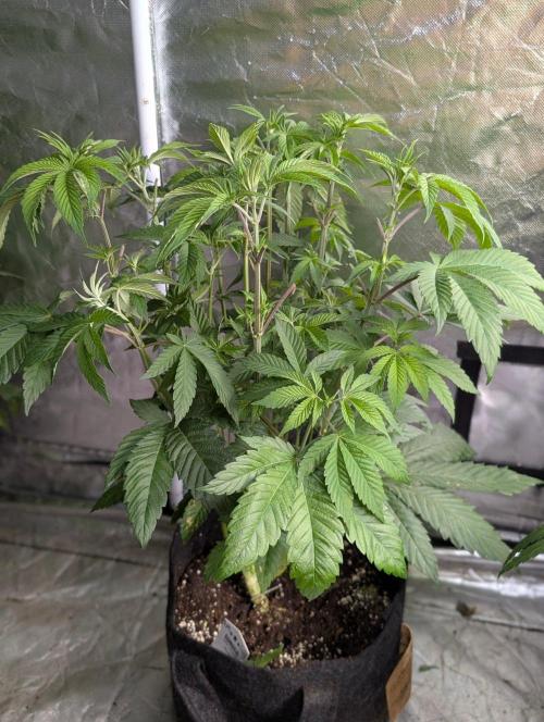 Gr-APE x5. Week 6 - 3