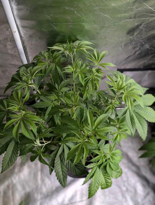 Gr-APE x5. Week 6