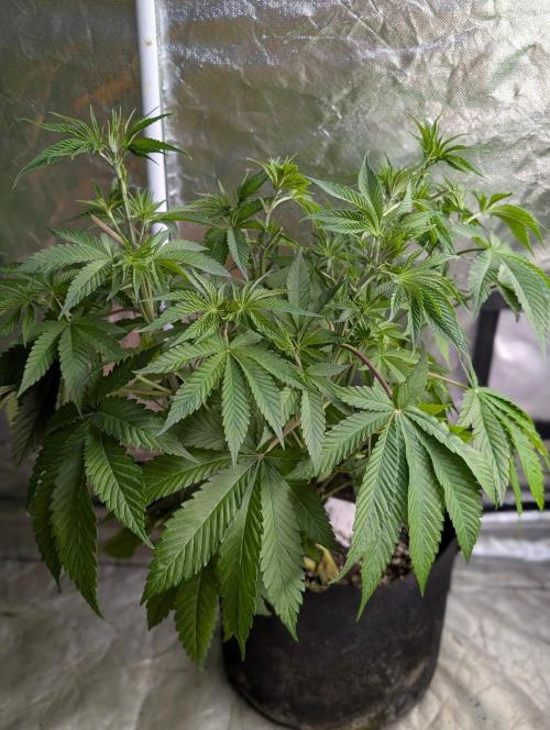 Gr-APE x5. Week 6 - 4