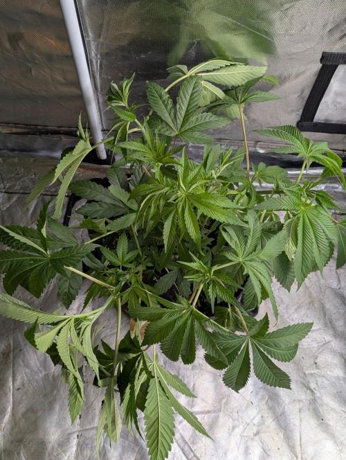 Gr-APE x5. Week 6