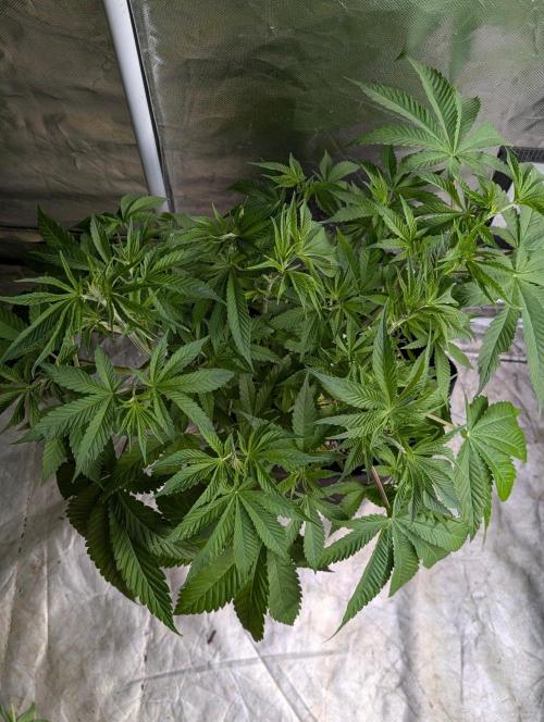 Gr-APE x5. Week 6