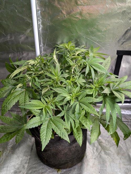 Bay Haze x5. Week 6 - 1