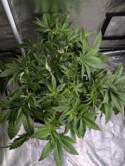 Bay Haze x5. Week 6