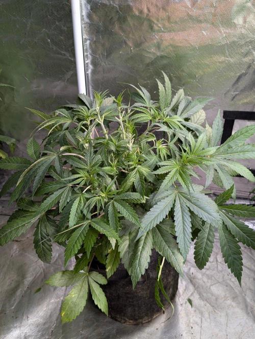 Bay Haze x5. Week 6 - 2