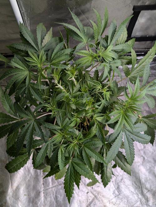 Bay Haze x5. Week 6