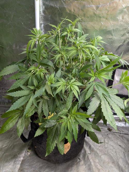 Bay Haze x5. Week 6 - 3