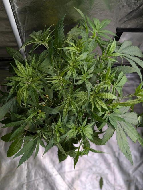 Bay Haze x5. Week 6