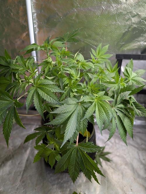 Bay Haze x5. Week 6 - 4