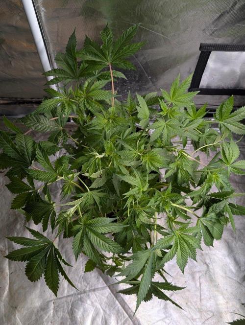 Bay Haze x5. Week 6