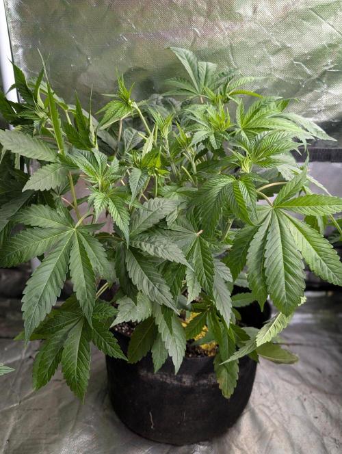 Bay Haze x5. Week 6 - 5